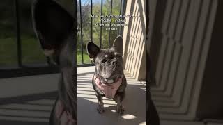 Chief kiss  #tricks #dog #frenchie