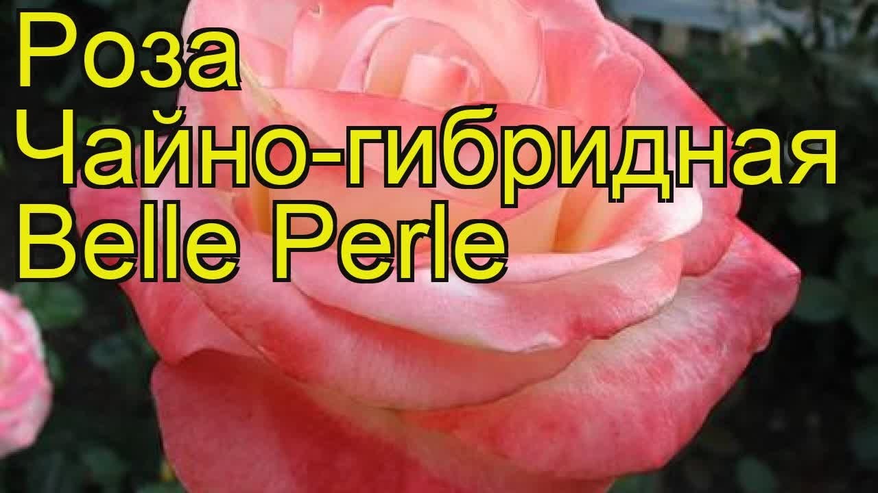 Роза Перла Фото И Описание Отзывы