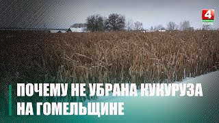 Кукурузу не убирать! Что за эксперименты проводят на Гомельщине?