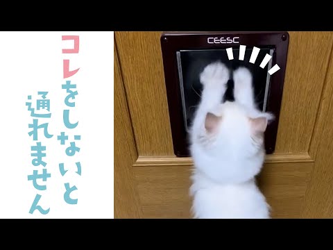 ねこドアを通る前にはコレをやる｜PECO