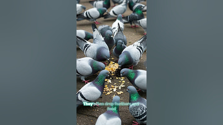 Pidgeons
