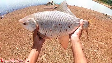 Câu Trúng Bầy Cá Trôi Khủng | Câu Lăng Xê