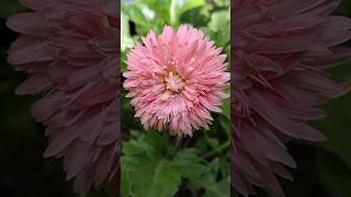 Pink Daisy Flower 🌸 Philippines May 2026 #flower #daisy #pink #flowers #celinedion #plants