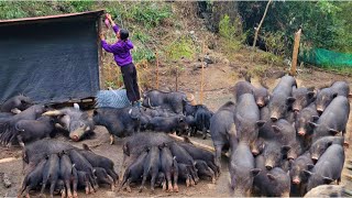 Use an iron mesh to separate the pigs, make a vegetable garden, and the chicks grow very quickly by Lulu famr 13,232 views 1 month ago 24 minutes