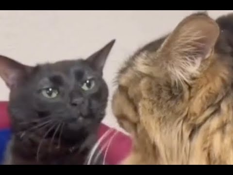 Мем черный кот смотрит на другого