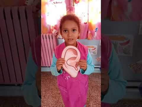تربية علمية درس الحواس الخمسة قسم التحضيري 