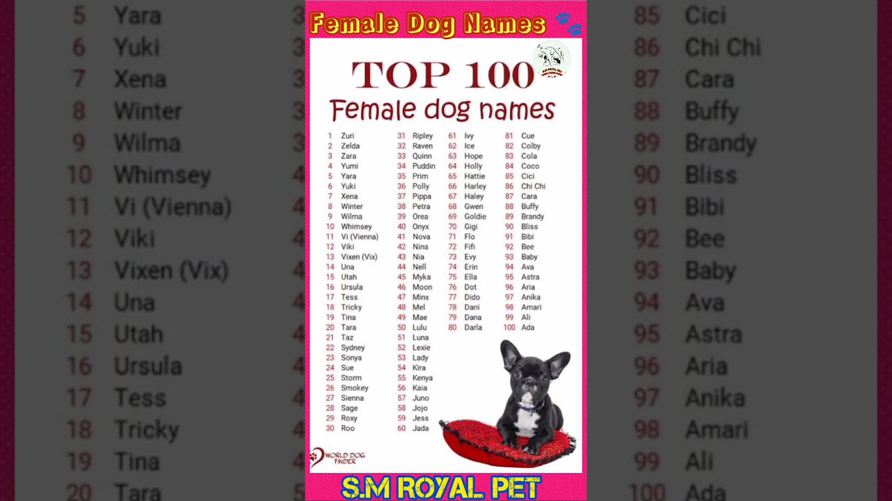 Female Dog Names Comment Your 2024 Doglover 777 Dachshundpuppy PetcareKannada