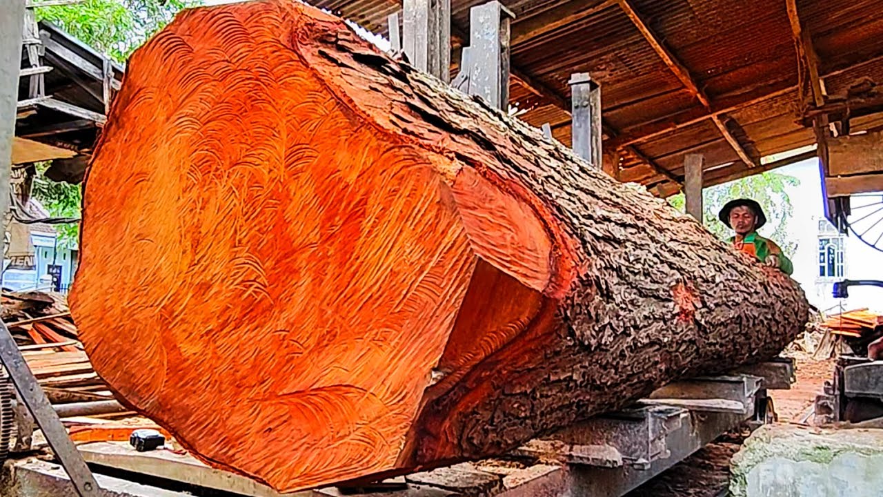 The amazing charm of large and long mahogany logs at the sawmill this ...