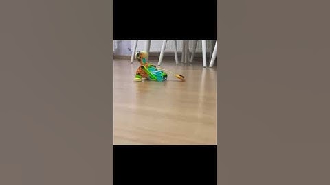 Clementoni robot Fok Balığı