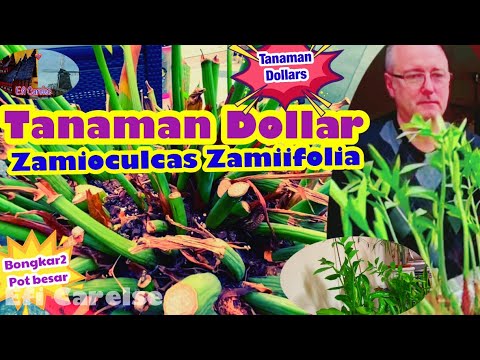 Video: Zamioculcas: Semua Nuansa Menjaga Pokok Dolar Di Rumah + Foto Dan Video