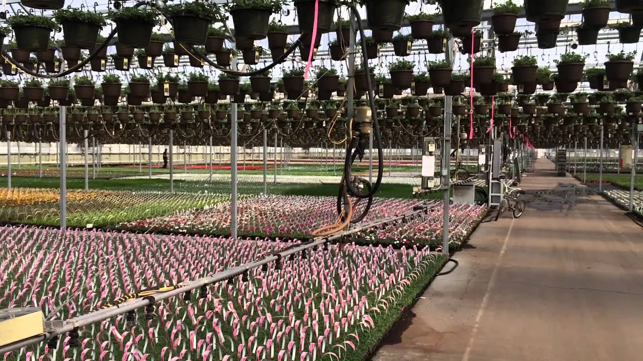 10 acre open greenhouse at Dallas Johnson Greenhouses, Council Bluffs