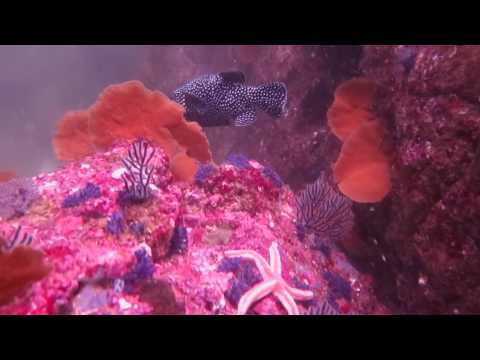 Sotted Puffer Fish