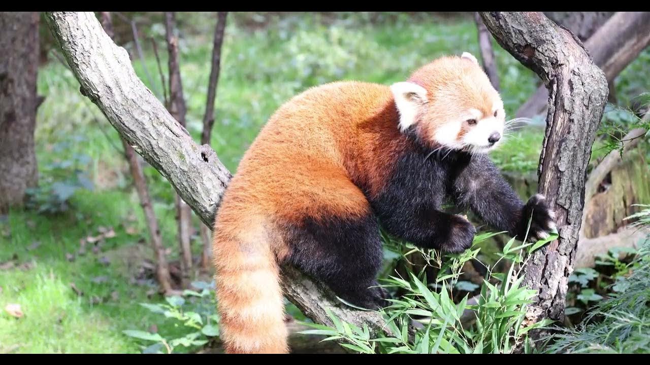 Picky Red Panda - YouTube