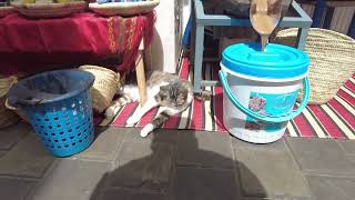 Cat lives next to the chocolate factory and became healthy by Pawmission 20 views 16 hours ago 1 minute, 6 seconds