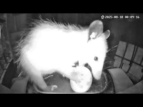Opossum the Egg Stealer 🥚BUSTED. Baby opossum breaks the Chicken Egg! 🤬🐀