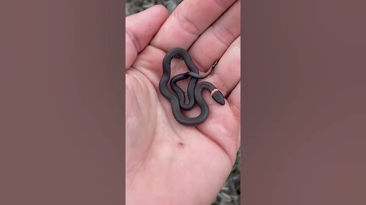 Cute Baby Snake! - DayDayNews