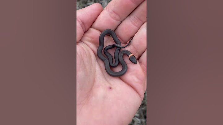 Cute Baby Snake!