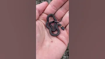 Cute Baby Snake 