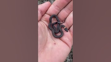 Thumbnail of Cute Baby Snake!