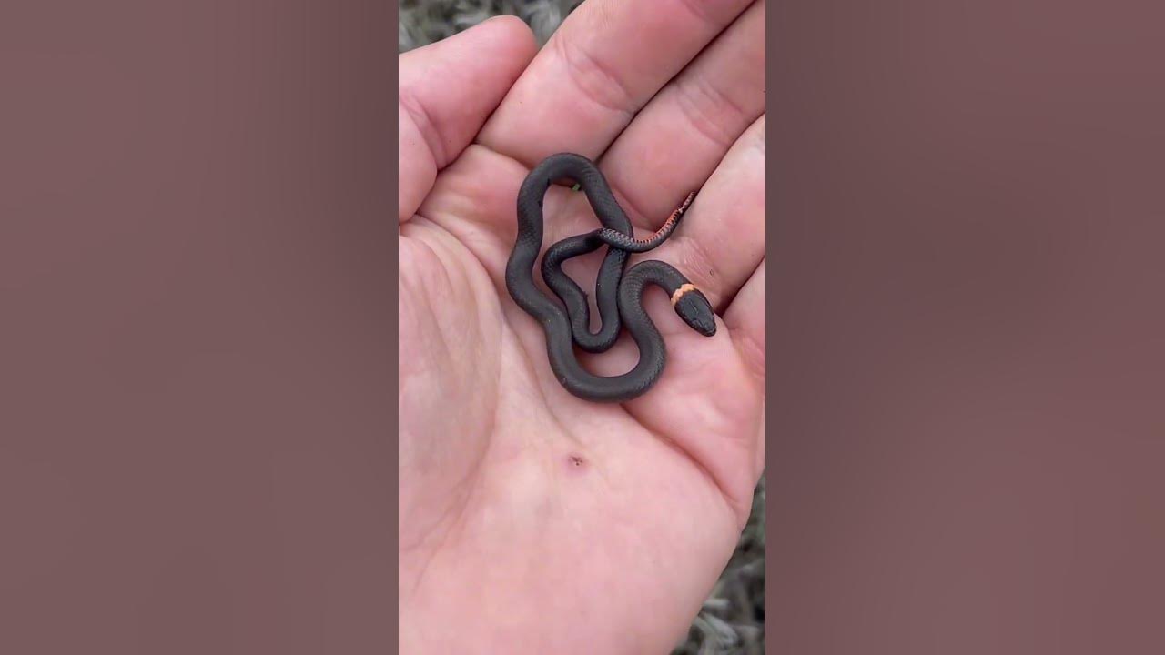 Cute Baby Snake! Cute Baby Snake!