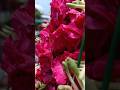 Mere khwaja mere sar pe tera haath rahe khwaja banda Nawaz dargah shariff gulbarga #subscribe #like