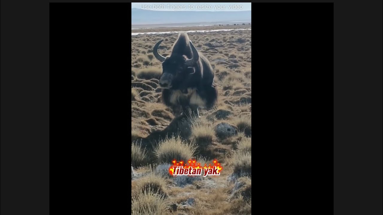Tibetan yak.