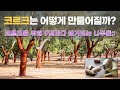 다양한 곳에 사용되지만 몰랐던 코르크 만드는 방법
