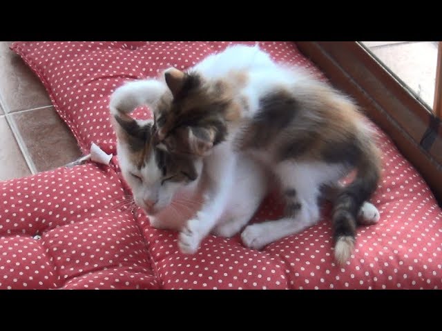 あまりにやんちゃな子猫たちに母猫が狂った 保護された三毛猫家族たちのその後パート3 ほっこりはん あまりにやんちゃな子猫たちに母猫が狂った 保護された三毛猫家族たちのその後パート3 ほっこりはん