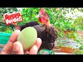 Mi Gallina Piroca puso su Primer Huevo Verde 😲