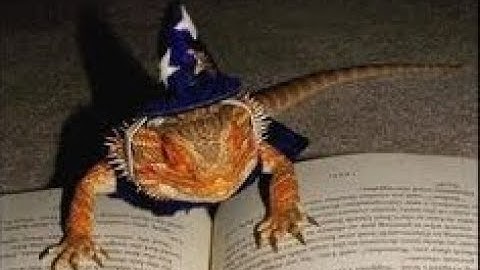 Bug Collection ~ Arx Fatalis