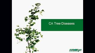 California Tree Diseases - Roots to Shoots