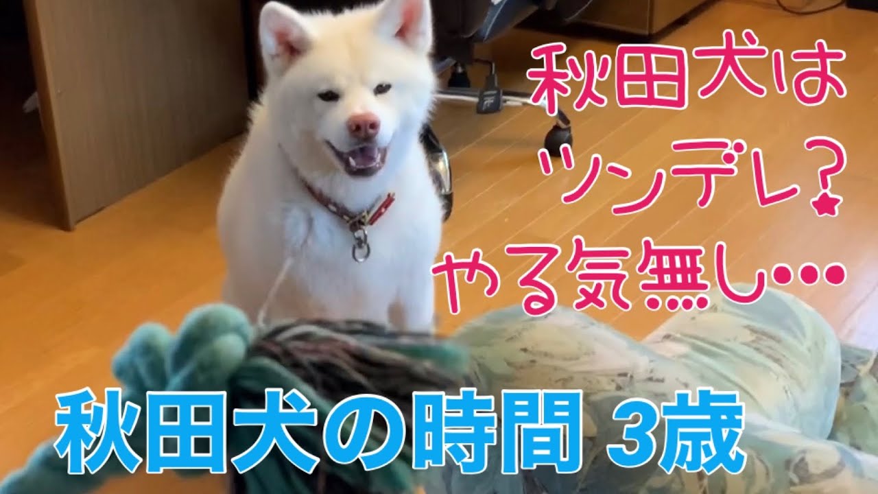 秋田犬の時間 秋田犬はツンデレ Youtube 秋田犬の時間 秋田犬はツンデレ Youtube