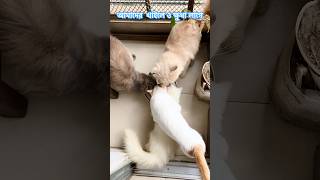 খাইতে খাইতে যায় বেলা_ We want more &amp; more #viral #cuteanimal #trending #cute #funny #catvideos #cat