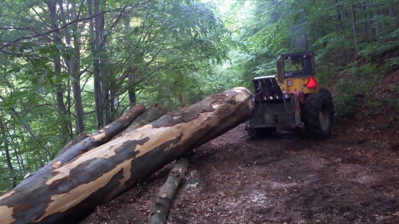 LKT 81 Turbo a Stihl ms 462 . Ťažba veľkých bukov do kopca . Keď sa vzpiera ale predsa ide 🙂