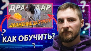 картинка: #3 КОМАНДА РЯДОМ (ДВИЖЕНИЕ ЗА РУКОЙ) / Обучаем щенка с нуля