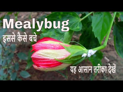 How To Get Rid Of Aphids On Hibiscus Naturally How To Get Rid Of Aphids On Hibiscus Naturally