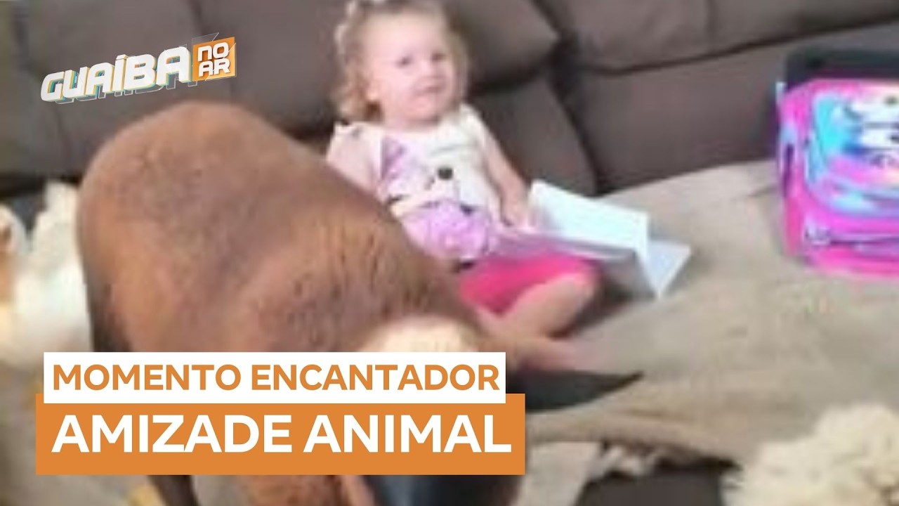 Criança leva pato e ovelhas para dentro de casa e viraliza na internet