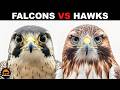 What Is The Difference Between Falcons And Hawks What Is The Difference Between Falcons And Hawks