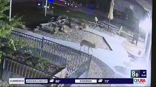 Dog killed by 2 coyotes in homeowner's northwest Las Vegas backyard