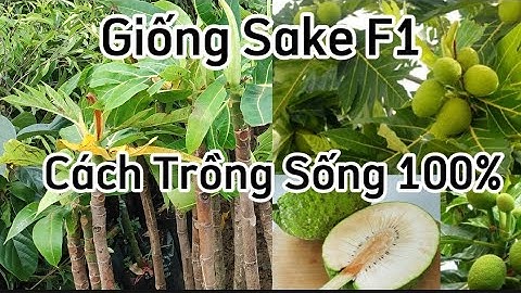 Miền Bắc Có Trồng Được Sake Không? Cách Trồng Cây Sake Đúng Cách