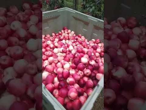 تحيا بلادي اكل مغربي اهميه