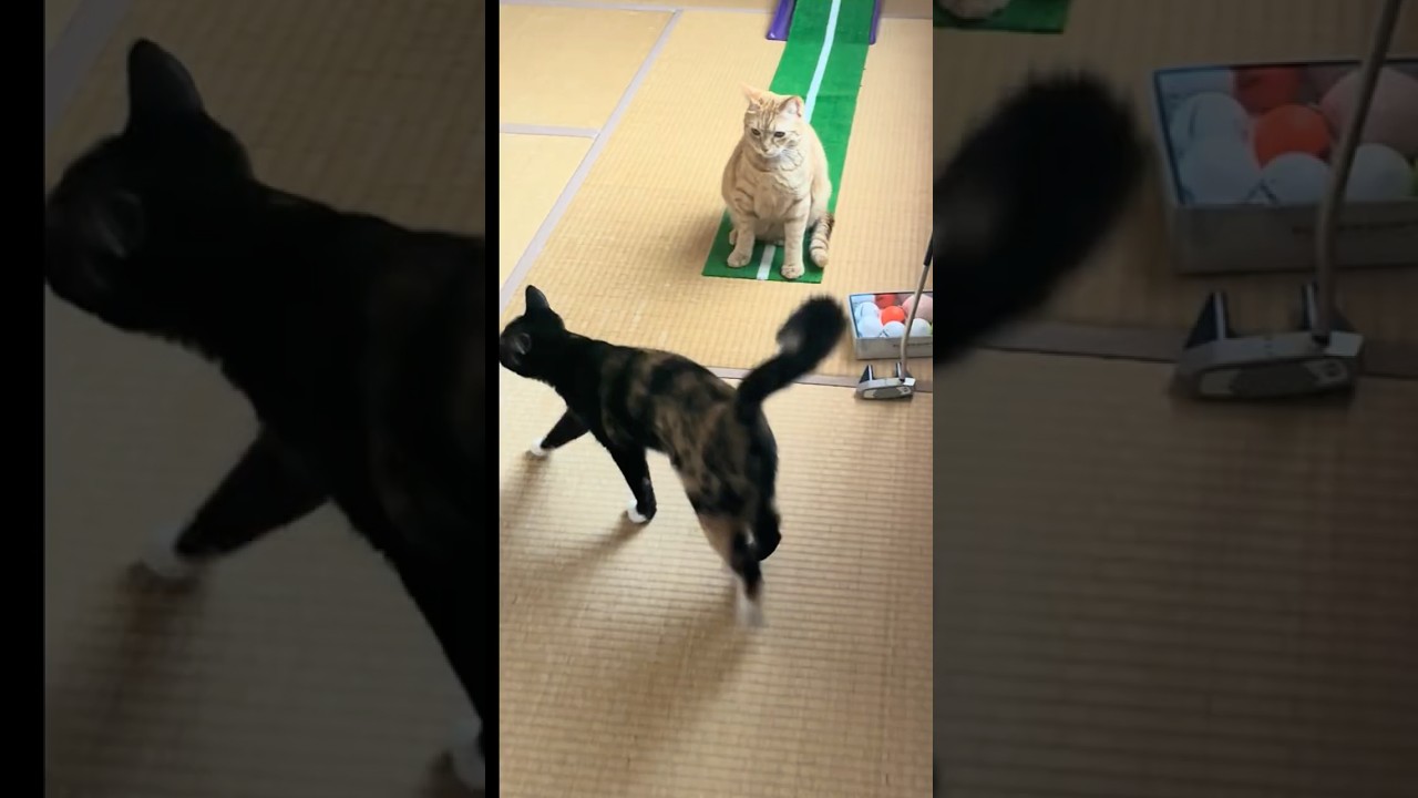 ニャンはら💕🤭 #保護猫 #cat #ねこ #ネコハラ