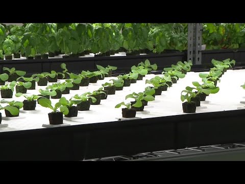 Bruce Randolph School's hydroponic farm to produce 10,000 pounds of produce annually