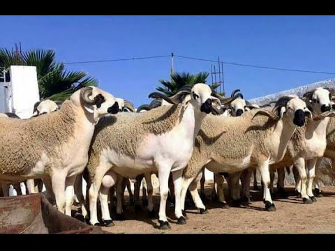 شاعر و راعي يريد يبيع الغنم رده على شكل قصيدة رائعه 2020 