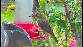 Sunbird Caught On Live Camera Malaysia