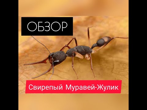 ГЕНЕРАЛ КОТОРЫЙ ОБМАНУЛ ВСЕХ! Свирепый Жулик! Обзор! The Ants: Underground Kingdom