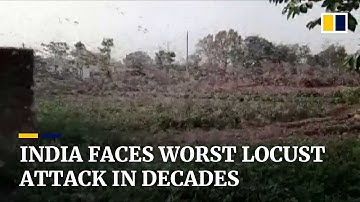Worst locust attack in decades devastates Indian crops amid coronavirus pandemic