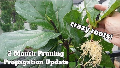 fiddle leaf fig pruning and propagation 2 month update with insane roots