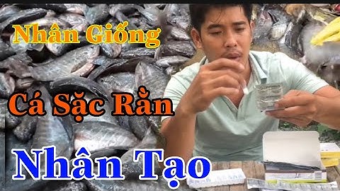 Cách Nhân Giống Cá Sặc Rằn Nhân Tạo - Thuốc Chích Cá Sinh Sản