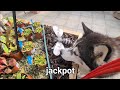 Husky walks into a Shop, you won't believe what he buys!